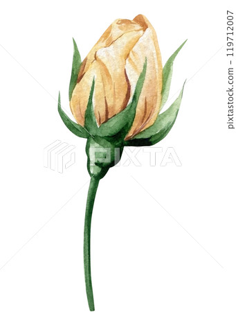 Elegant watercolor rose bud illustration with soft beige. Bud flower on isolated white background. Vintage flora Elegant watercolor rose bud illustration with soft beige. Bud flower on isolated white background. Vintage flora 119712007