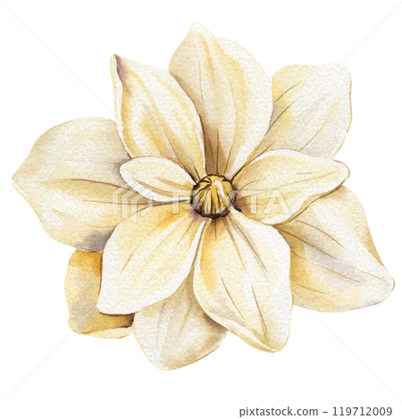 Soft beige flower on isolated white background. Vintage romantic flower. Elegant watercolor floral illustration. 119712009