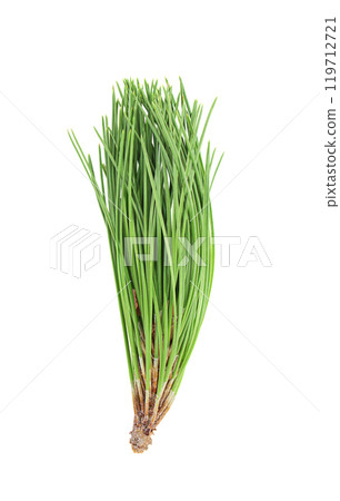 Pine natural green sprig on isolated background. Coniferous. Cut out design element. Ecology, holiday, Christmas, New Year's Eve Pine natural green sprig on isolated background. Coniferous. Cut out design element. Ecology, holiday, Christmas, New Year's Eve 119712721