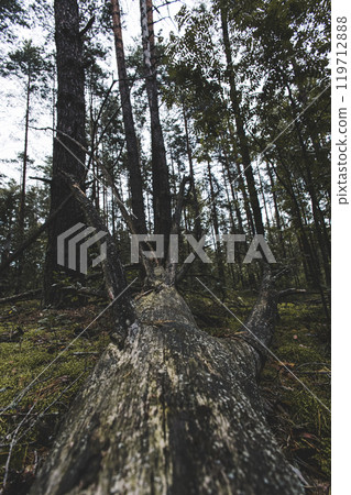 A fallen tree trunk covered in moss and lichen lies on the forest floor, surrounded by tall trees and branches, creating a calm and natural forest scene. Beautiful trunk of an old fallen tree. 119712888