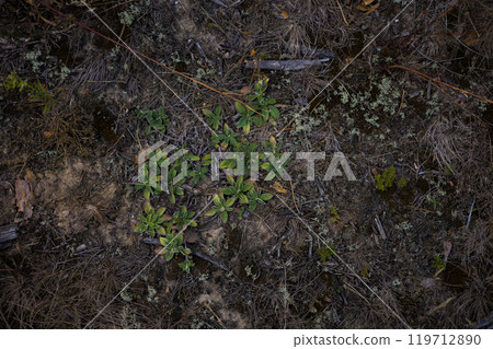 An overhead view of green plants growing on the forest floor, surrounded by dry grass, branches and other natural debris, creating a textured and earthy scene. A patch of grass on empty ground. 119712890