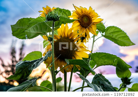 Sunflowers with bright yellow petals and dark centers bloom against a cloudy sunset sky, creating a picturesque picture of natural beauty. Beautiful sunflowers are like the sun against the sunset. 119712892