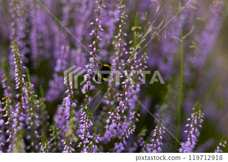 Close up of a bumblebee flying near purple heather flowers in a field collecting nectar and helping pollinate on a sunny summer day. Cute bumblebee flies from branch to flower collecting nectar. Close up of a bumblebee flying near purple heather flowers in a field collecting nectar and helping pollinate on a sunny summer day. Cute bumblebee flies from branch to flower collecting nectar. 119712918