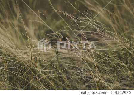 A butterfly rests on dry grass in a peaceful meadow, merging with the colors of nature in a calm atmosphere of wild beauty. Among the dry grass there is a butterfly that has a delicate brown color. 119712920