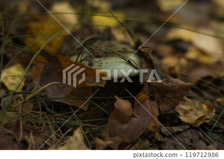 A pale green mushroom peeks out from under autumn leaves and pine needles, creating a serene forest atmosphere. A beautiful green russula mushroom grows on the forest floor. 119712986