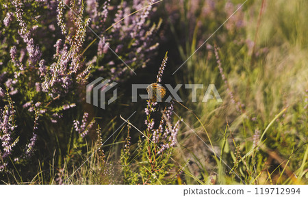 A beautiful orange butterfly with black spots sits on a heather flower in a meadow on a sunny day, adding natural beauty to the landscape. Beautiful butterfly on a purple flower in a meadow. 119712994