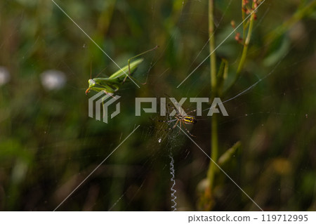A praying mantis and a spider interact on a web, demonstrating a moment of coexistence or potential predation in the wild. The praying mantis, caught in the web, fights the spider. 119712995