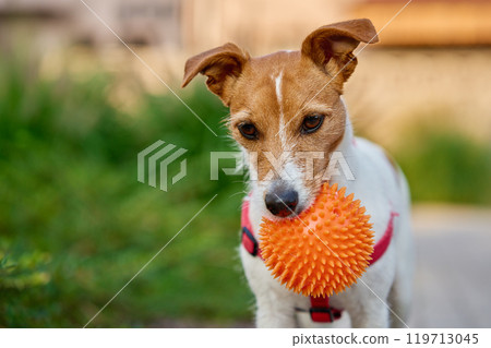 Jack Russell Terrier Playing with Orange Spiky Ball 119713045