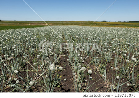 Onion field in bloom grown for seed production. agricultural field with bloomed onion Onion field in bloom grown for seed production. agricultural field with bloomed onion 119713075