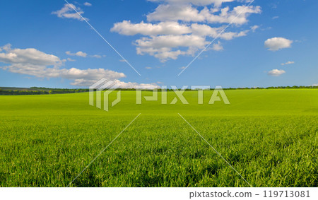 Green field and blue sky with light clouds. 119713081