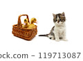 ducklings in a basket and a kitten on a white background 119713087