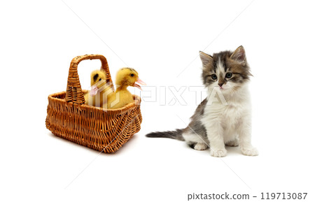 ducklings in a basket and a kitten on a white background 119713087