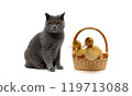 Gray cat and ducklings in a basket on a white background 119713088