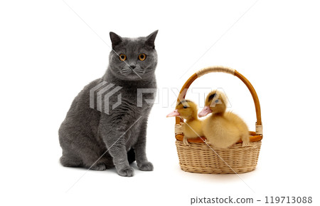 Gray cat and ducklings in a basket on a white background Gray cat and ducklings in a basket on a white background 119713088
