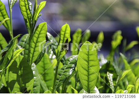 Uji tea leaves / Uji-Maruyama, Uji City, Kyoto Prefecture Uji tea leaves / Uji-Maruyama, Uji City, Kyoto Prefecture 119713166