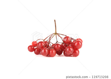Fresh bunch of viburnum berries isolated on white background. 119713208