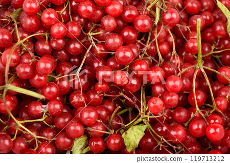 Full frame of freshly picked viburnum berry clusters. Full frame of freshly picked viburnum berry clusters. 119713212