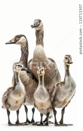Line of Geese on White Background 119713307