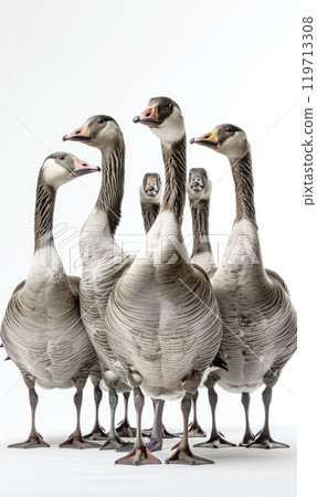 Line of Geese on White Background 119713308
