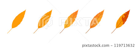 Withered autumn motley leaves. Fallen leaves with variegated texture 119713632