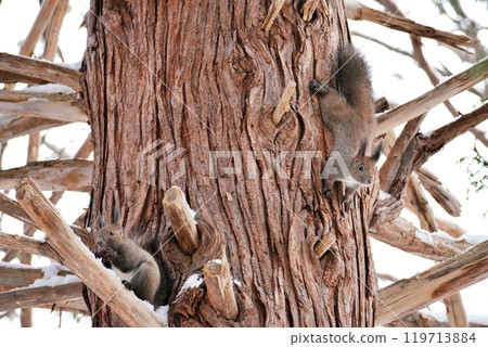 兩個Ezolith 119713884