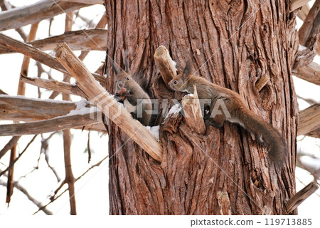 兩個Ezolith 119713885