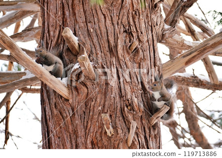 兩個Ezolith 兩個Ezolith 119713886