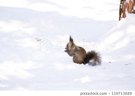 The Hokkaido squirrel that lives in Hokkaido The Hokkaido squirrel that lives in Hokkaido 119713889