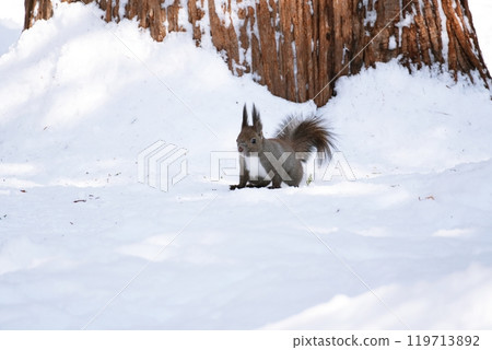 Ezolith in the snow Ezolith in the snow 119713892
