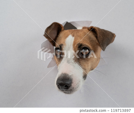 A funny Jack Russell Terrier dog sticks out from a light gray cardboard background. Copy space. A funny Jack Russell Terrier dog sticks out from a light gray cardboard background. Copy space. 119713897