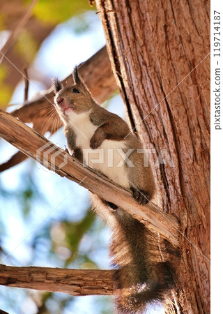 在樹上的Ezolith 119714187