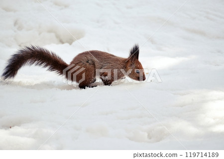 Hokkaido squirrel moving on the snow 119714189