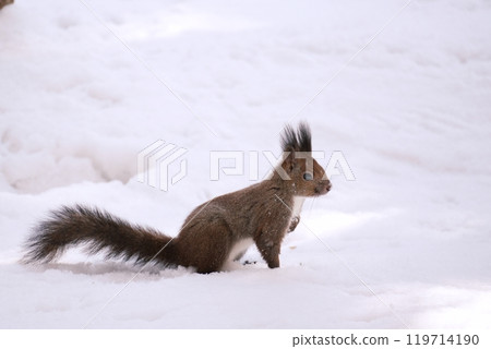 Ezolith on snow Ezolith on snow 119714190