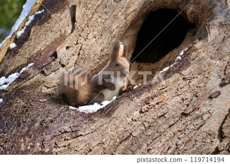 Ezolith on the tree 119714194