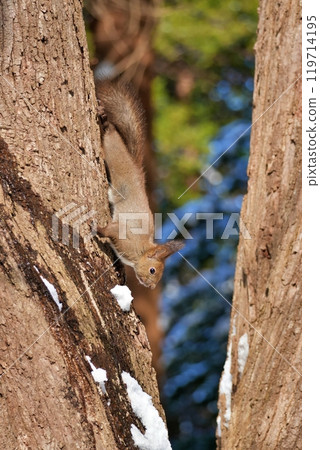 Ezo squirrel climbing a tree 119714195