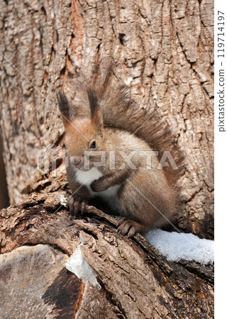 可愛的Ezolith 119714197