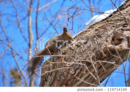 冬季埃索里斯爬樹枝 冬季埃索里斯爬樹枝 119714199