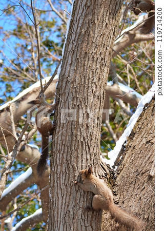 樹上的松鼠 樹上的松鼠 119714200