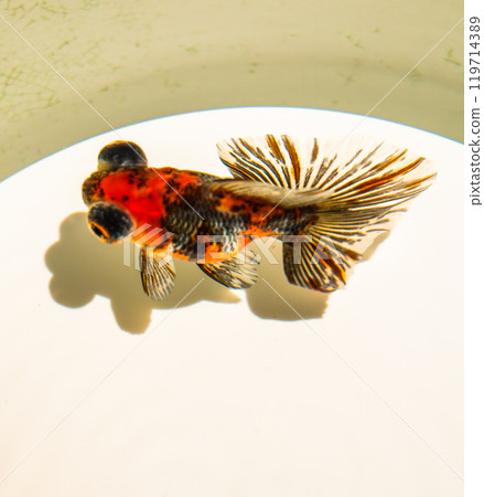 Art Aquarium museum in Ginza, Chuo City, Tokyo, Japan Art Aquarium museum in Ginza, Chuo City, Tokyo, Japan 119714389