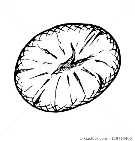 Chestnut black and white vector hand drawn ink illustration detailed linework emphasizing the natural texture. Perfect for seasonal or nature themed designs, eco goods, fall or winter decor, menu 119714400