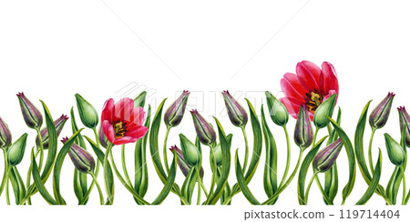 Fresh green buds of pink tulips. Seamless banner of watercolor flowers. Illustration clipart for Mother's Day, Valentine's Day, Women's Day March 8, Easter, spring holidays, birthdays, weddings Fresh green buds of pink tulips. Seamless banner of watercolor flowers. Illustration clipart for Mother's Day, Valentine's Day, Women's Day March 8, Easter, spring holidays, birthdays, weddings 119714404
