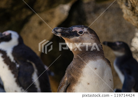 Black-footed penguin, close up portrait. South Africa, Spectacled penguins Black-footed penguin, close up portrait. South Africa, Spectacled penguins 119714424