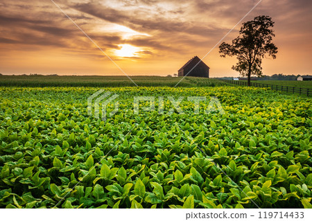 Tobacco farm in Kentucky 119714433