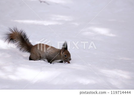 一隻松鼠在雪原上奔跑 119714444