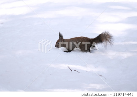 Hokkaido squirrel running around in the snow 119714445