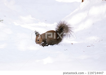 可愛的Ezolith 119714447