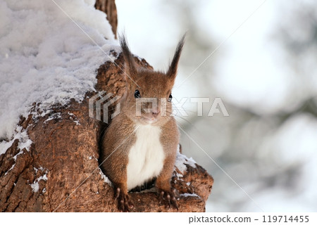 Cute Ezolith Cute Ezolith 119714455