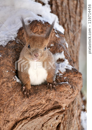 可愛的Ezolith 119714456