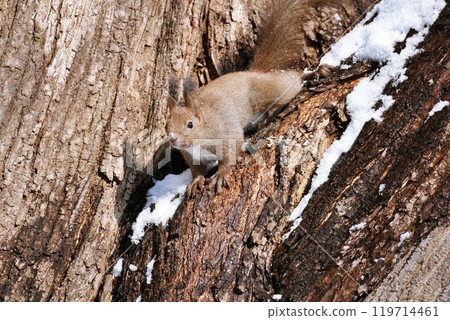 活躍在樹上的蝦夷松鼠 119714461