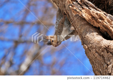 冬季攀爬樹木Ezolith 冬季攀爬樹木Ezolith 119714462